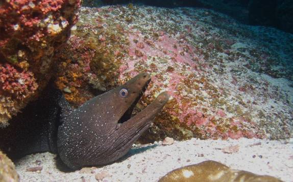 Moréia em mergulho em Darwin, em Galápagos (foto de Hnning Abheiden)